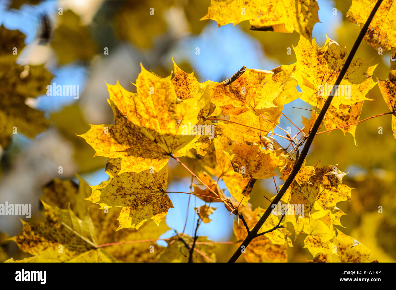 Maple branches with yellow leaves on a sky background in autumn forest ...