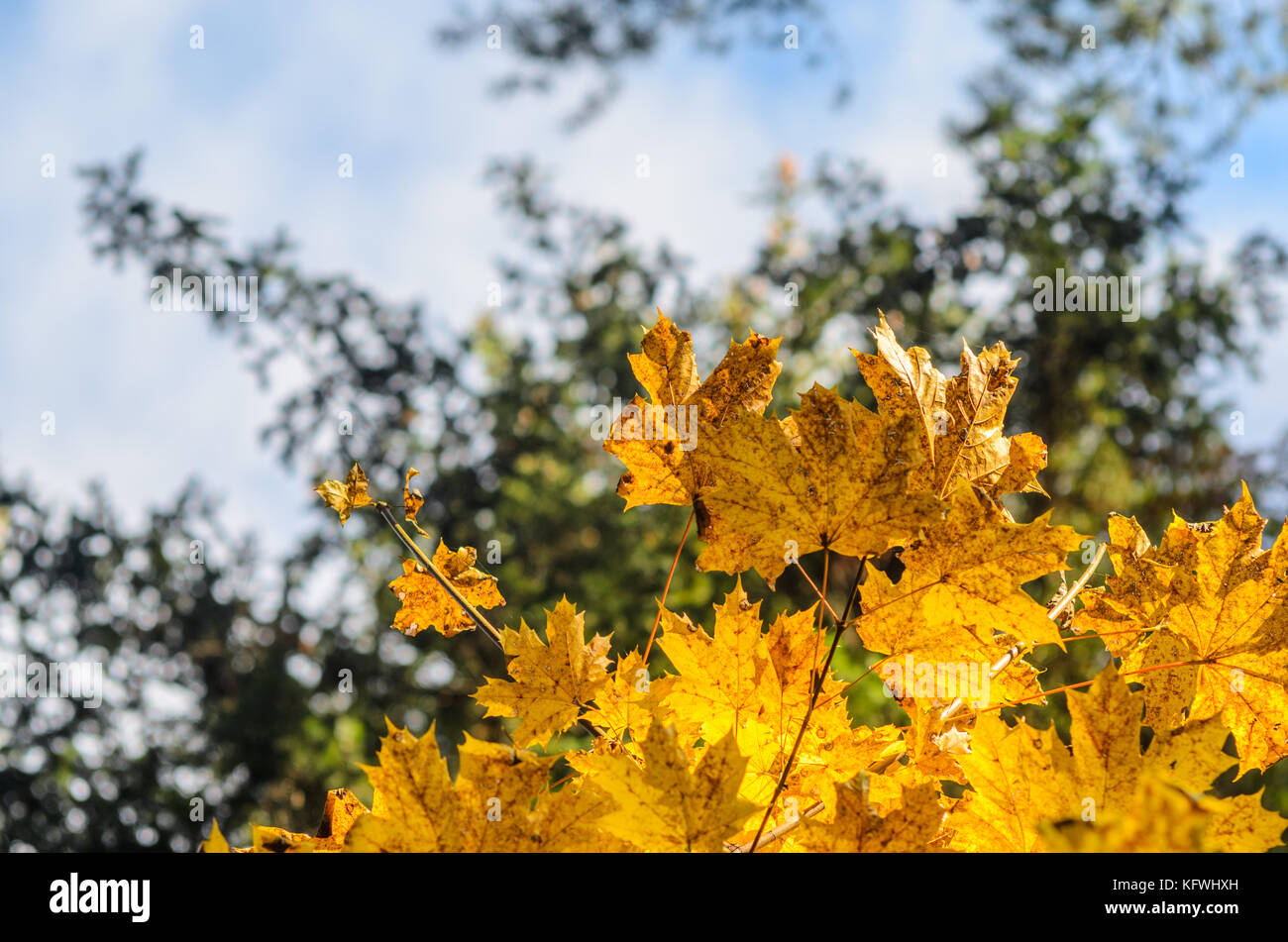 Maple branches with yellow leaves on a sky background in autumn forest ...