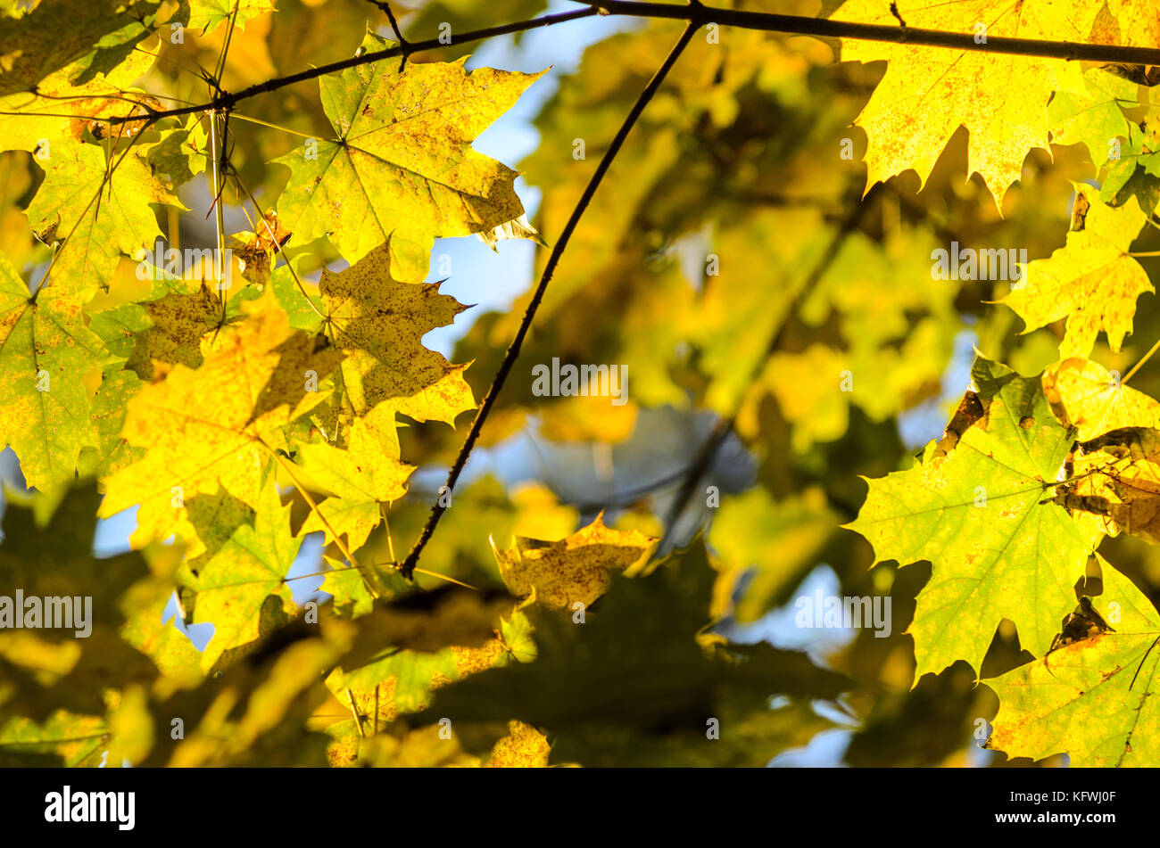 Maple branches with yellow leaves on a sky background in autumn forest ...