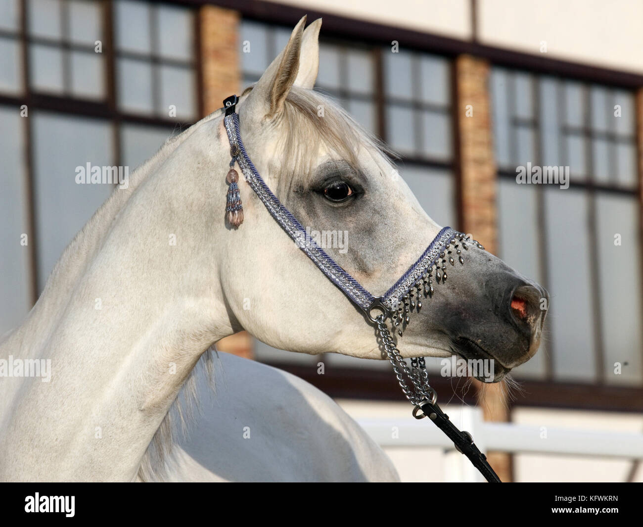 Thoroughbred white arabian horse portrait Stock Photo