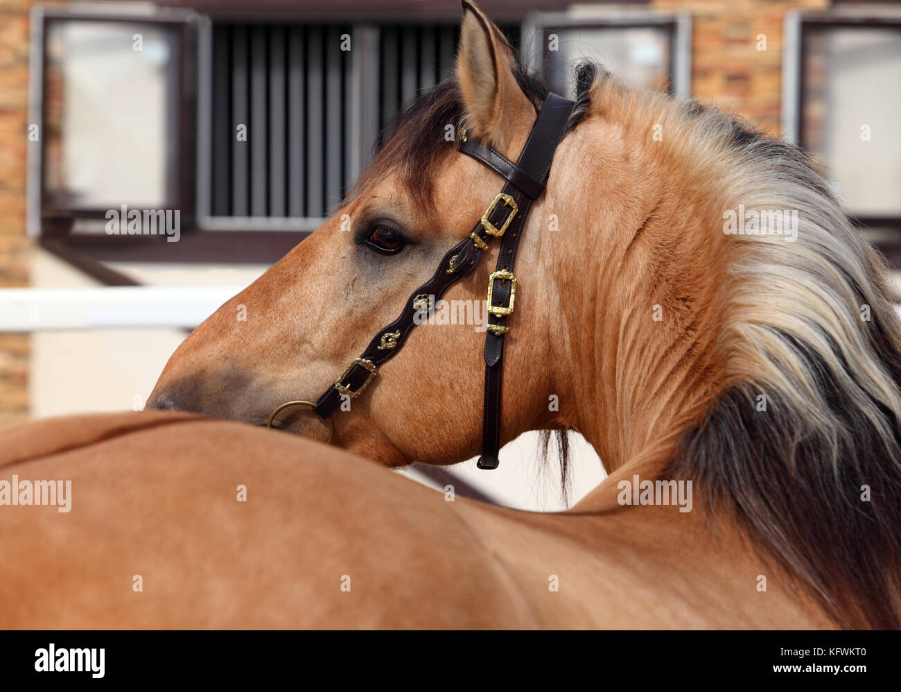 Paso Fino horse snow Stock Photo