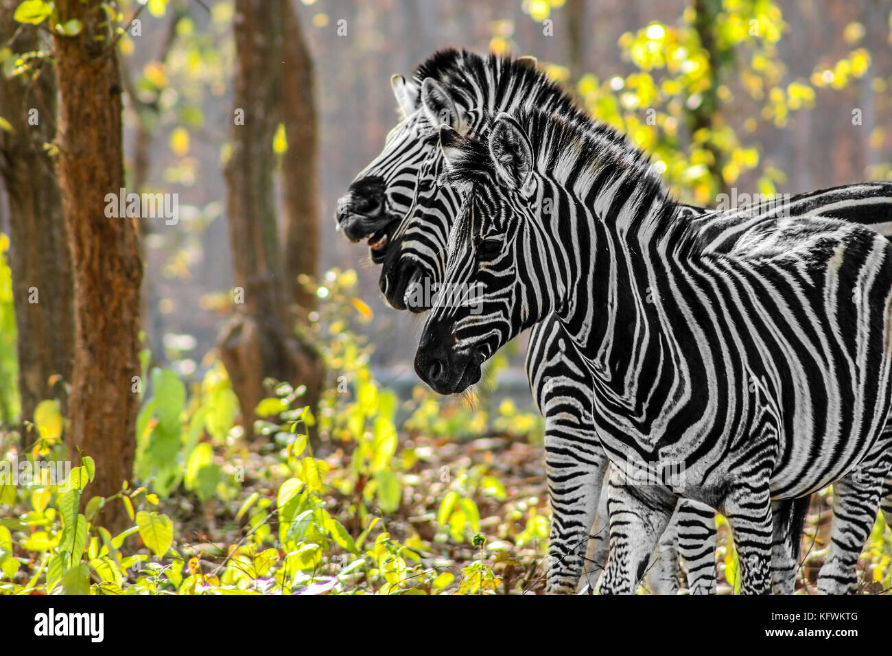 Africa Zebra Jump Stock Photos & Africa Zebra Jump Stock Images Alamy