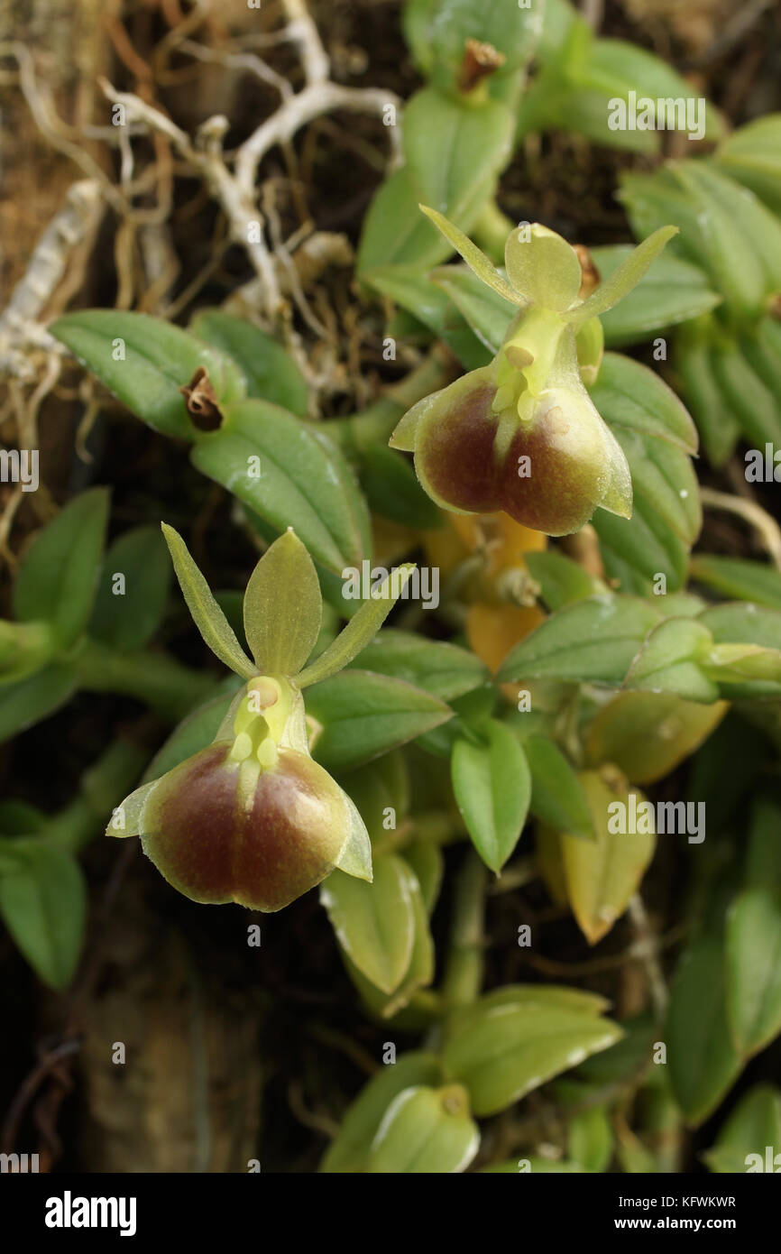 Epidendrum porpax Stock Photo
