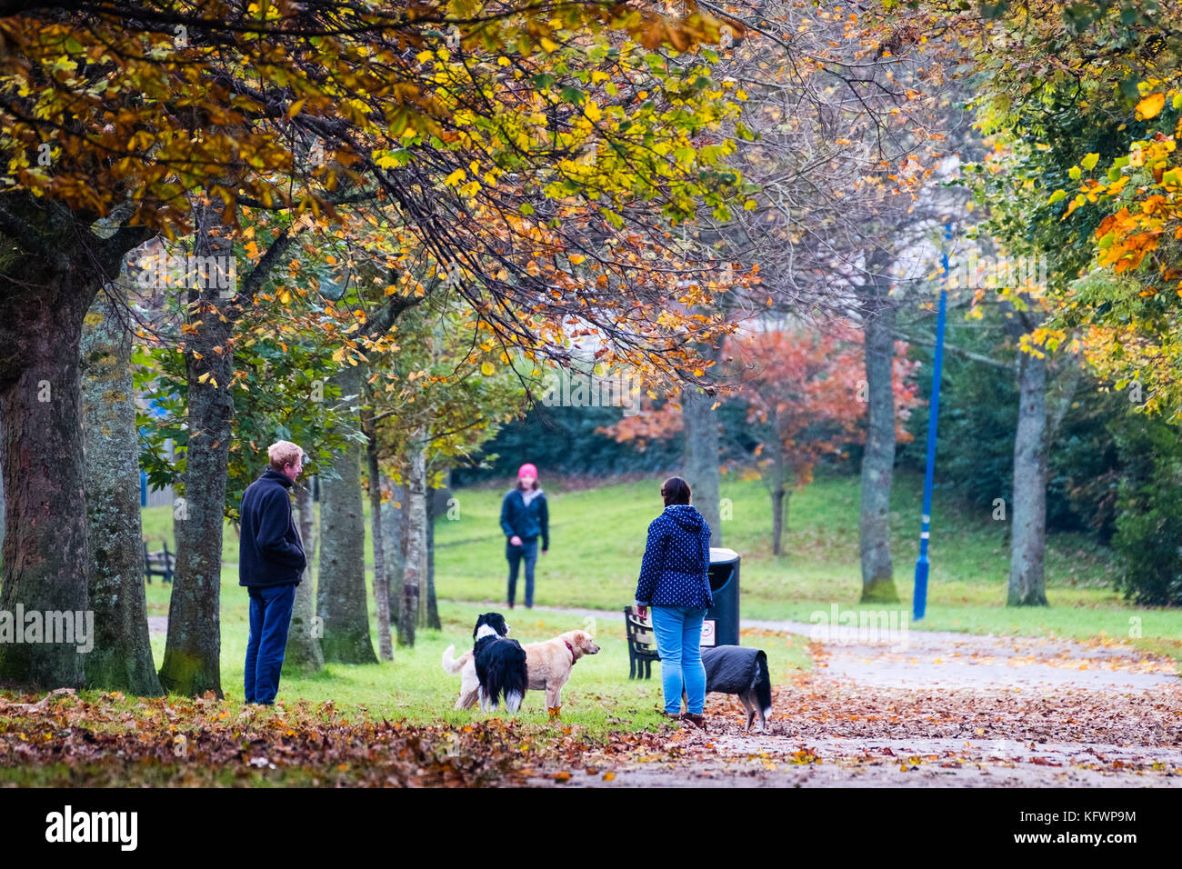 Aberystwyth Wales UK, Wednesday 1 November 2017 UK weather: People walking along Plascrug Avenue in Aberystwyth on the first day of November, with all the deciduous trees shedding their leaves in a myriad of rich autumnal colours photo Credit: Keith Morris/Alamy Live News Stock Photo