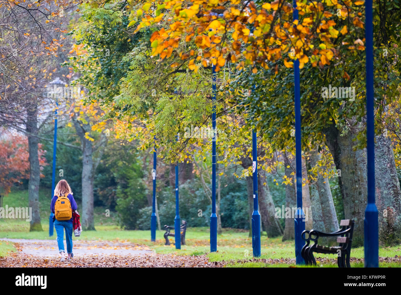 Aberystwyth Wales UK, Wednesday 1 November 2017 UK weather: A young woman walking along Plascrug Avenue in Aberystwyth on the first day of November, with all the deciduous trees shedding their leaves in a myriad of rich autumnal colours photo Credit: Keith Morris/Alamy Live News Stock Photo