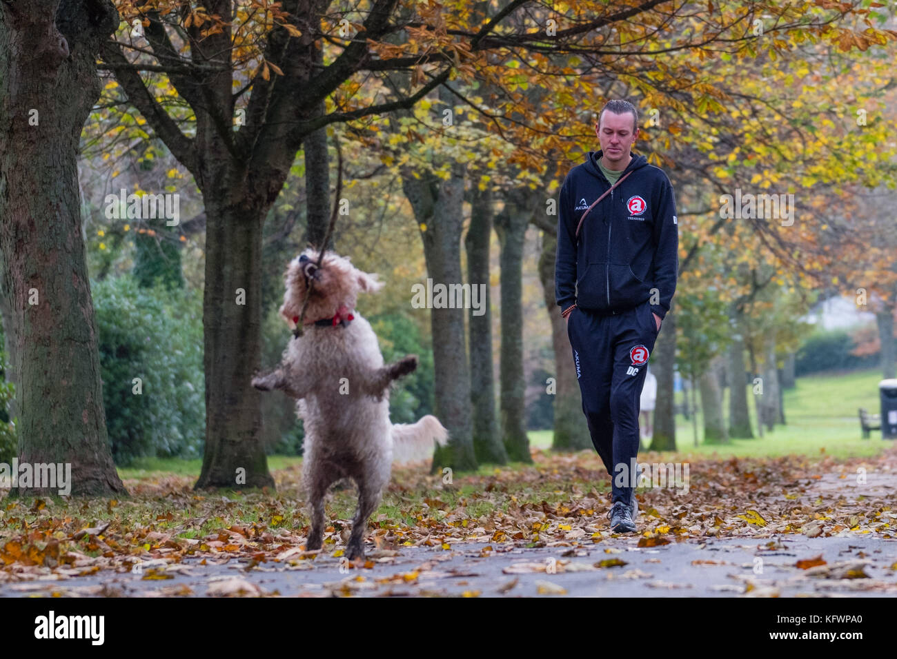 Aberystwyth Wales UK, Wednesday 1 November 2017 UK weather: DARWIN, a two and a half year old Labradoddle, enjoys an outing to Plascrug Avenue in Aberystwyth on the first day of November, with all the deciduous trees shedding their leaves in a myriad of rich autumnal colours photo Credit: Keith Morris/Alamy Live News Stock Photo