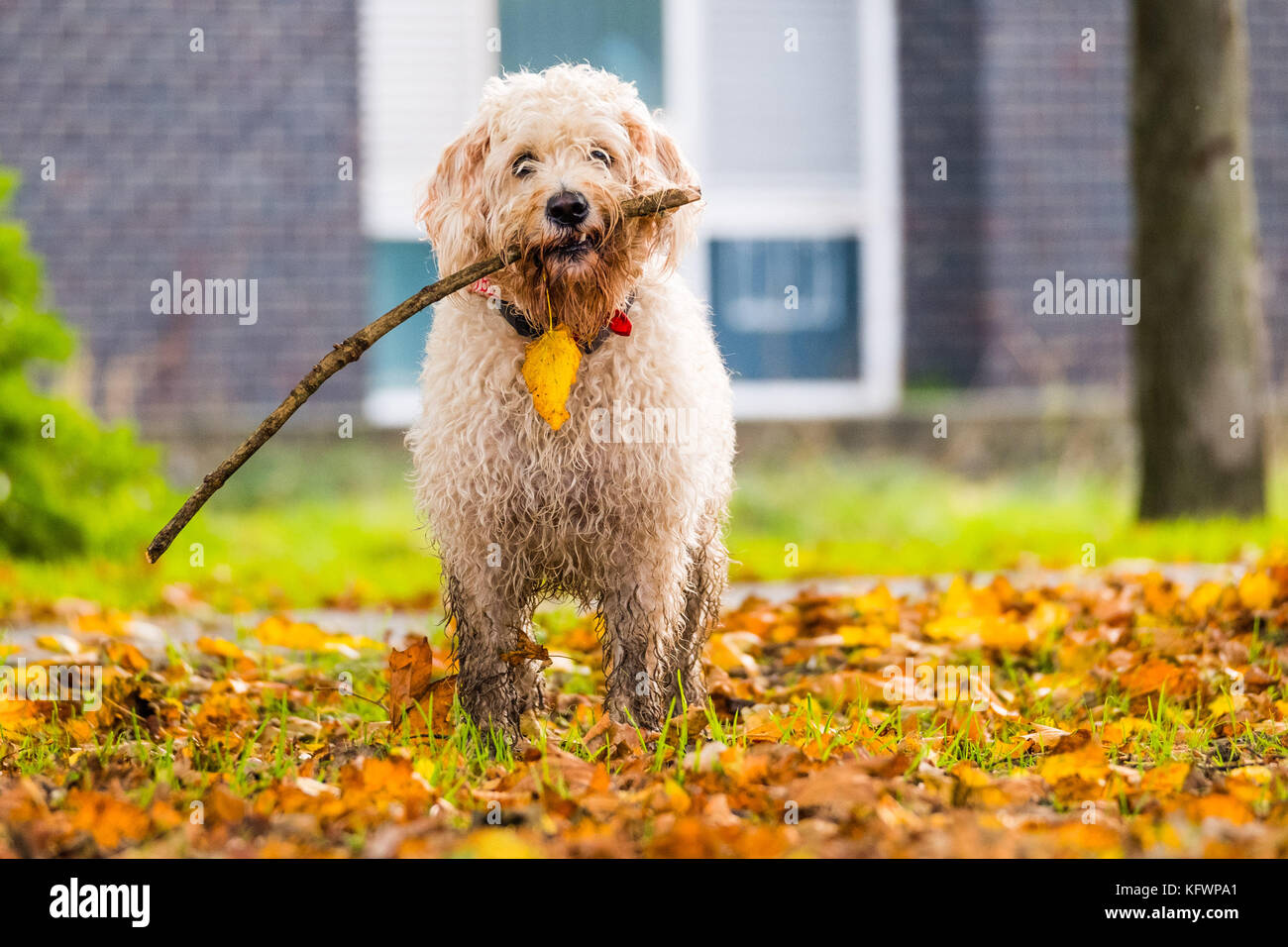 Aberystwyth Wales UK, Wednesday 1 November 2017 UK weather: DARWIN, a two and a half year old Labradoddle, enjoys an outing to Plascrug Avenue in Aberystwyth on the first day of November, with all the deciduous trees shedding their leaves in a myriad of rich autumnal colours photo Credit: Keith Morris/Alamy Live News Stock Photo