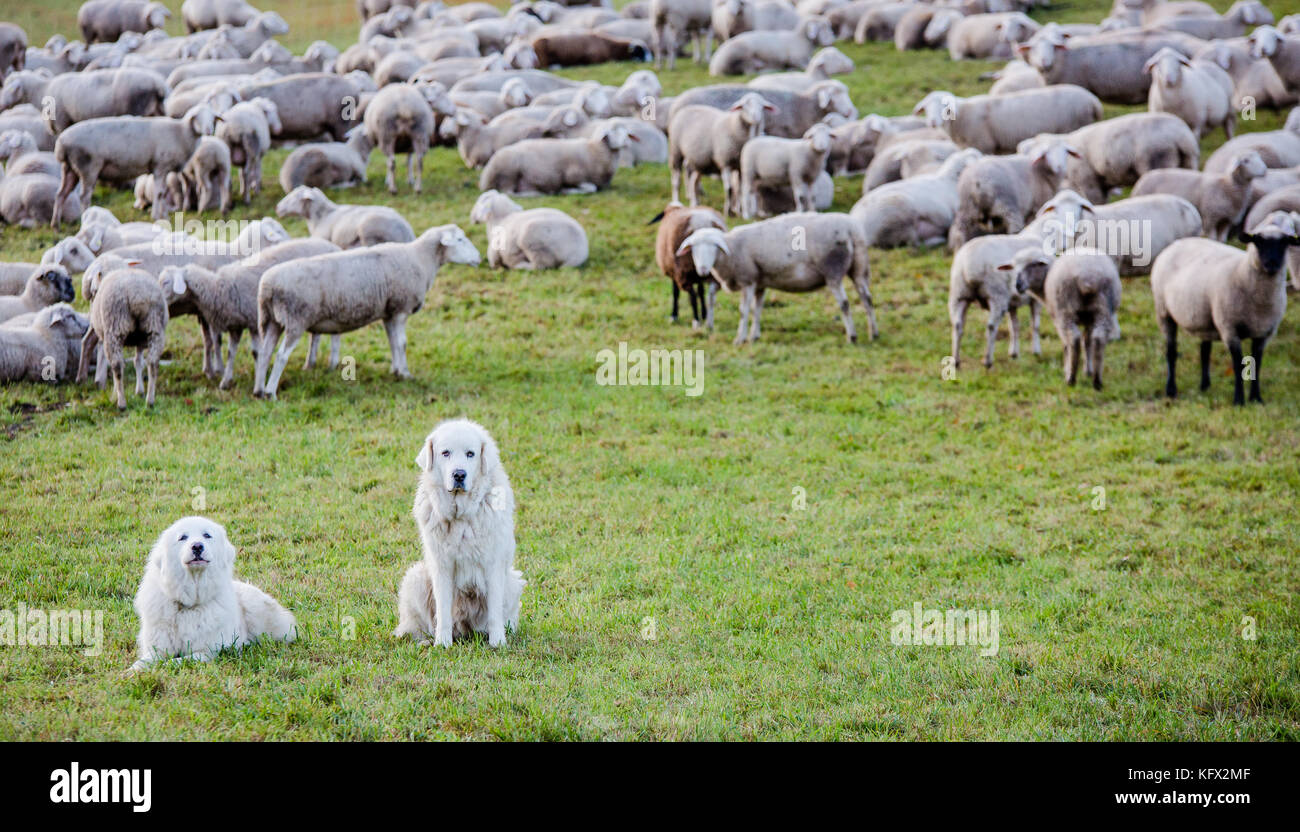 great pyrenees sheep
