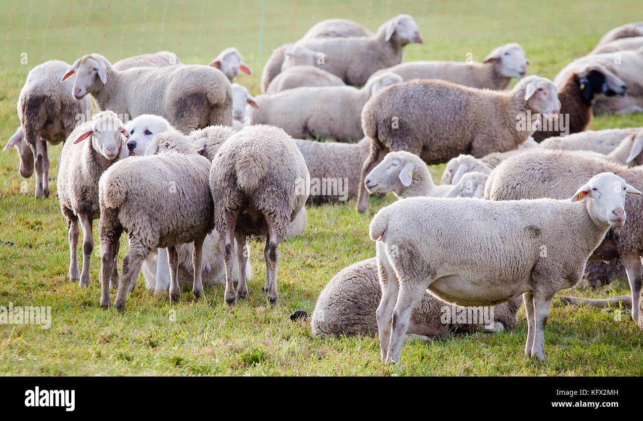 Schwaebisch Hall, Germany. 30th Oct, 2017. Surrounded by sheep, livestock guadrian dog Alara can be seen on a meadow in Schwaebisch Hall, Germany, 30 October 2017. The Great Pyrenees dogs are meant to take care of the flock of sheep and scare away wolfs. Credit: Christoph Schmidt/dpa/Alamy Live News Stock Photo