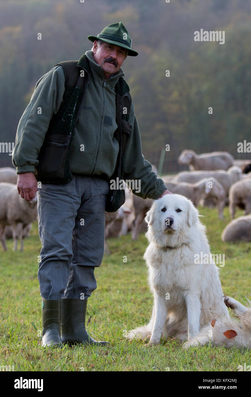 Schwaebisch Hall, Germany. 30th Oct, 2017. Shepherd Manfred Voigt stands next to the livestock guardian dog Alara, Great Pyrenees, and his flock of sheep on a meadow in Schwaebisch Hall, Germany, 30 October 2017. The dogs are meant to scare away wolfs. Credit: Christoph Schmidt/dpa/Alamy Live News Stock Photo