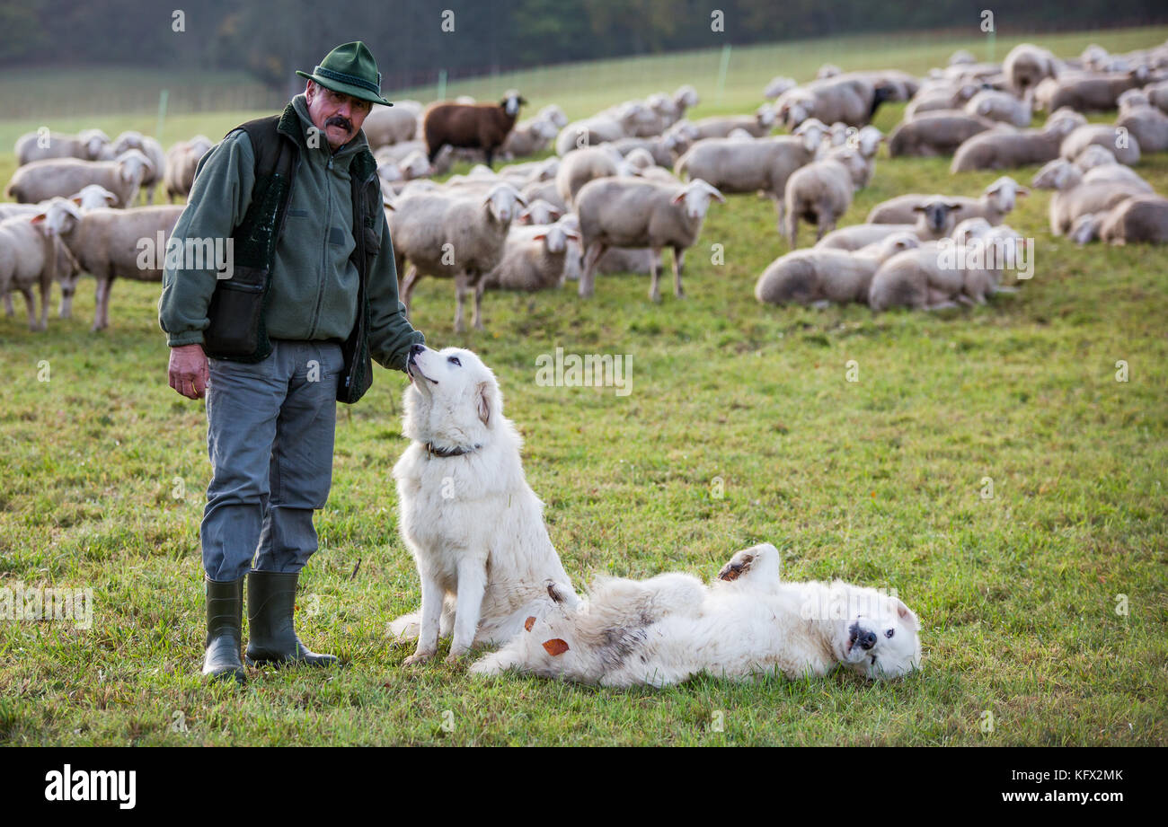 Schwaebisch Hall, Germany. 30th Oct, 2017. Shepherd Manfred Voigt stands next to the two livestock guardian dogs Alara (L) and Hugh (R), Great Pyrenees, and his flock of sheep on a meadow in Schwaebisch Hall, Germany, 30 October 2017. The dogs are meant to scare away wolfs. Credit: Christoph Schmidt/dpa/Alamy Live News Stock Photo