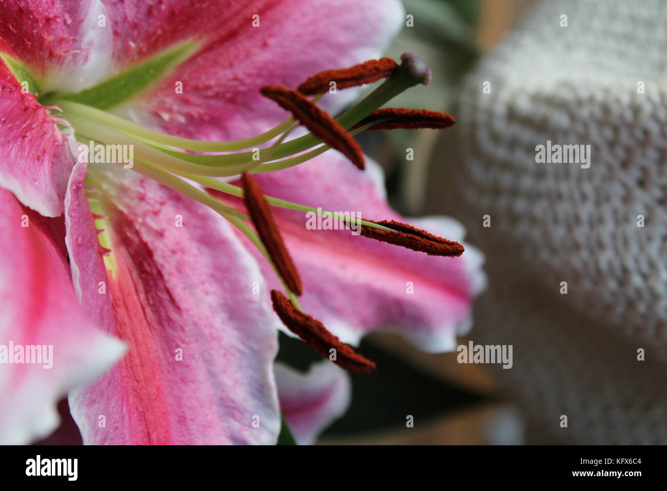 Star Gazer Lily in Bloom Stock Photo