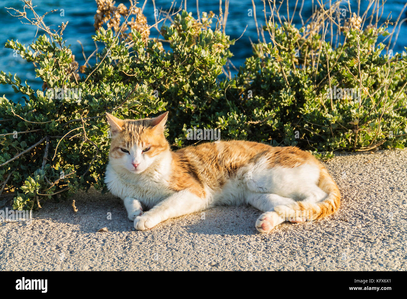 Cat sunbathing  knocked down close to the sea Stock Photo