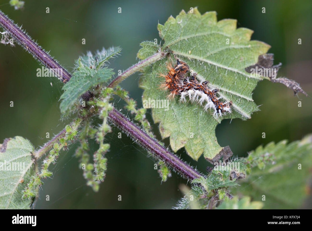 Comma Butterfly, Caterpillar, Polygonia c-album, larvae, feeding on stinging nettle, brown, white, spiky, Stock Photo