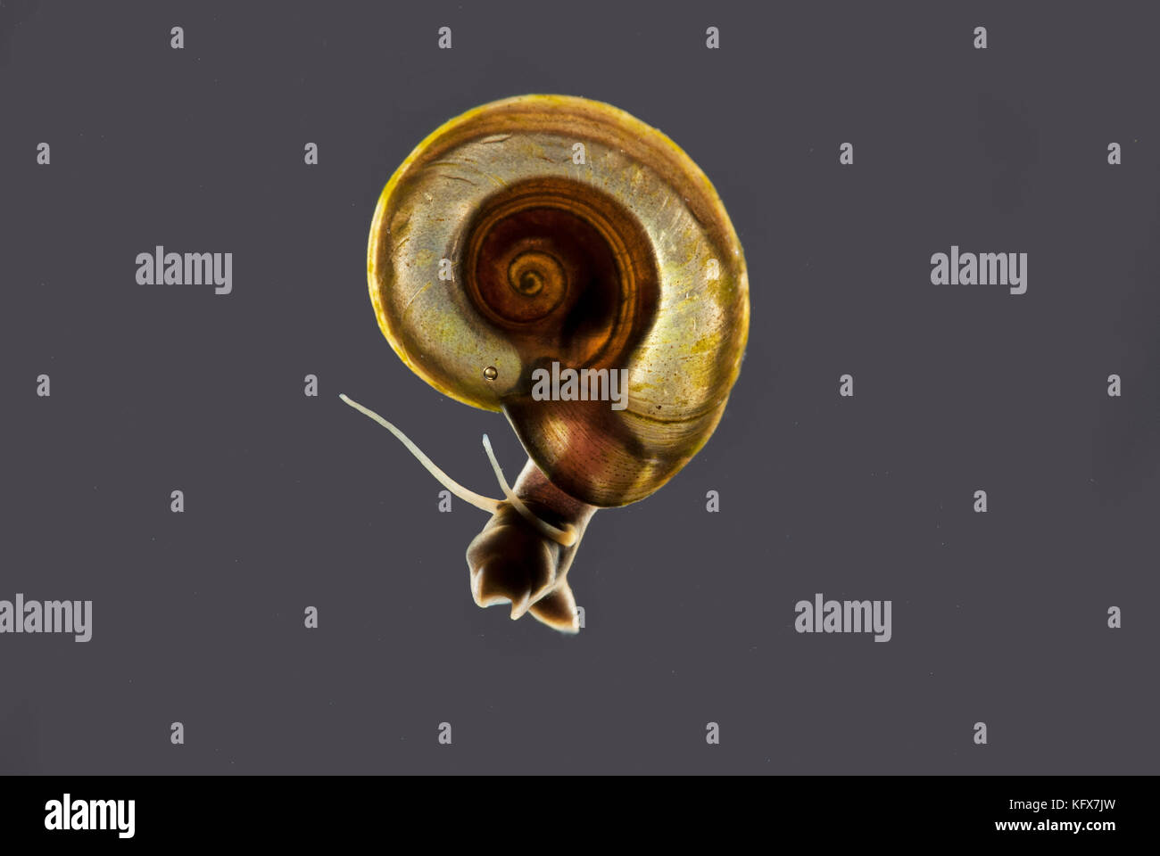 Ramshorn Snail, Planorbis species, in pond, backlight showing curl of shell and snail and antlers Stock Photo