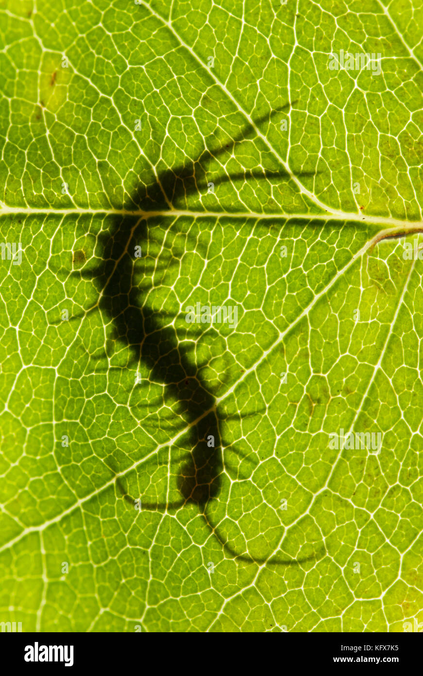 Common Centipede, Lithobius species, silhouette, backlight on leaf, in garden, showing head, segmented body, antennae and legs, green Stock Photo