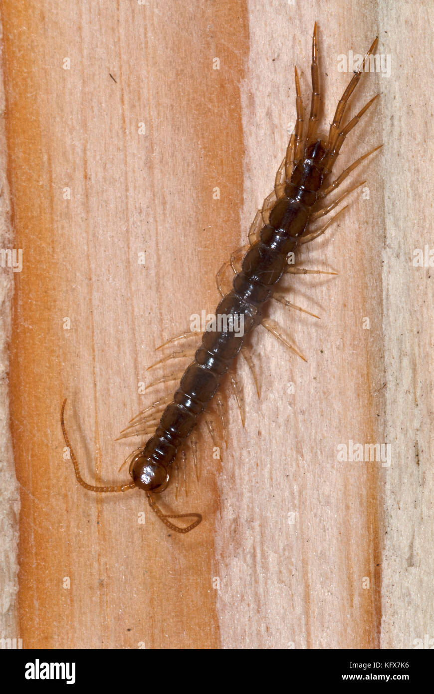Common Centipede, Lithobius species, on wooden plank, decking, in garden, showing head, segmented body, antennae and legs Stock Photo