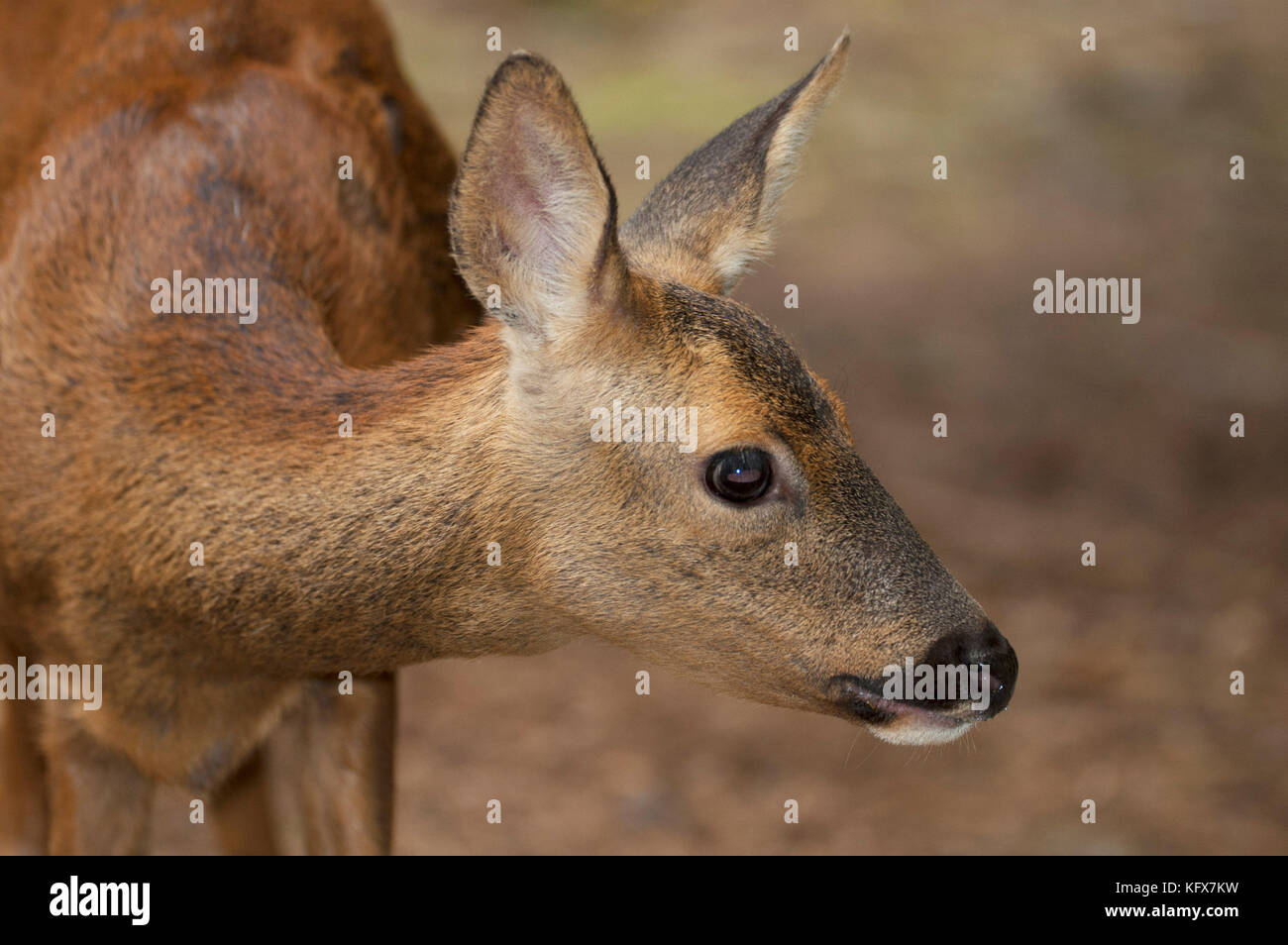 Roe Deer, Capreolus capreolus, Female, smallest native species to UK ...