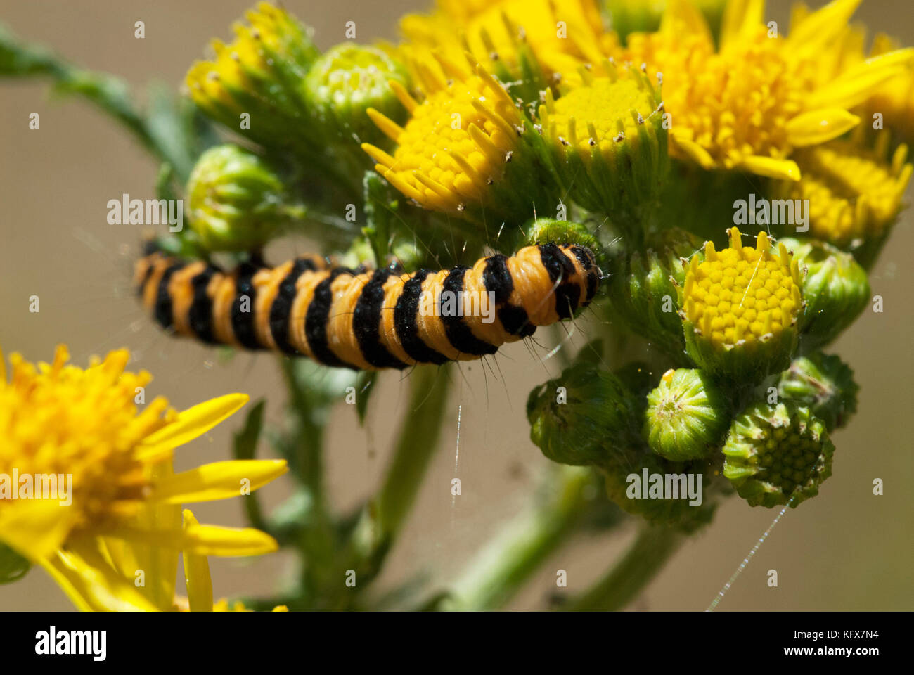 Cinnabar Moth Caterpillar Feeding On Ragwort Stores The Poison