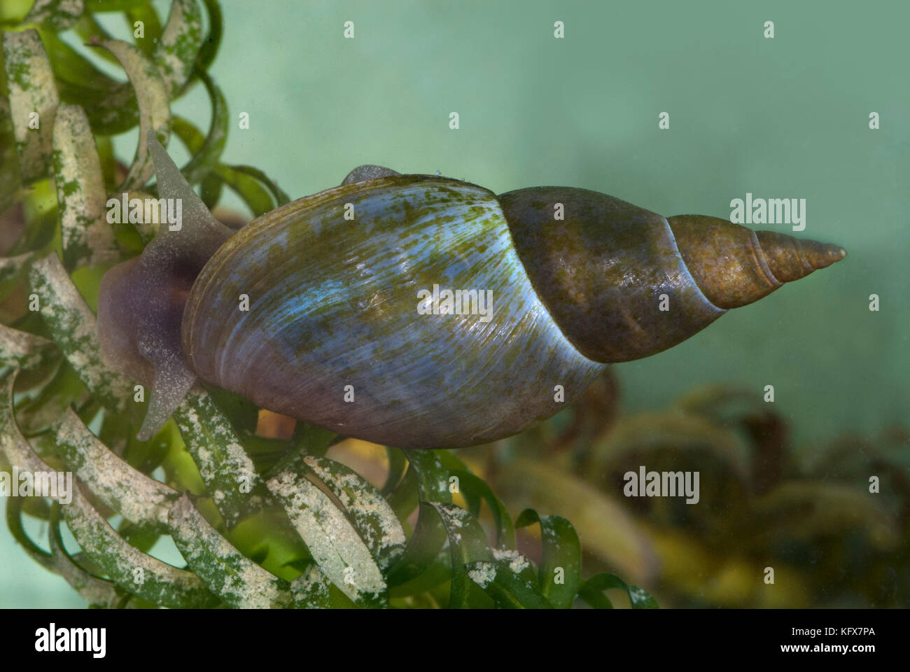 Great Pond Snail, Lymnaea stagnalis, underwater on weed, largest