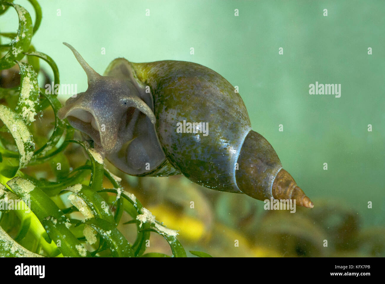 Great Pond Snail, Lymnaea stagnalis, underwater on weed, largest freshwater pulmonates, can obtain oxygen from the air from surface using simple lung Stock Photo