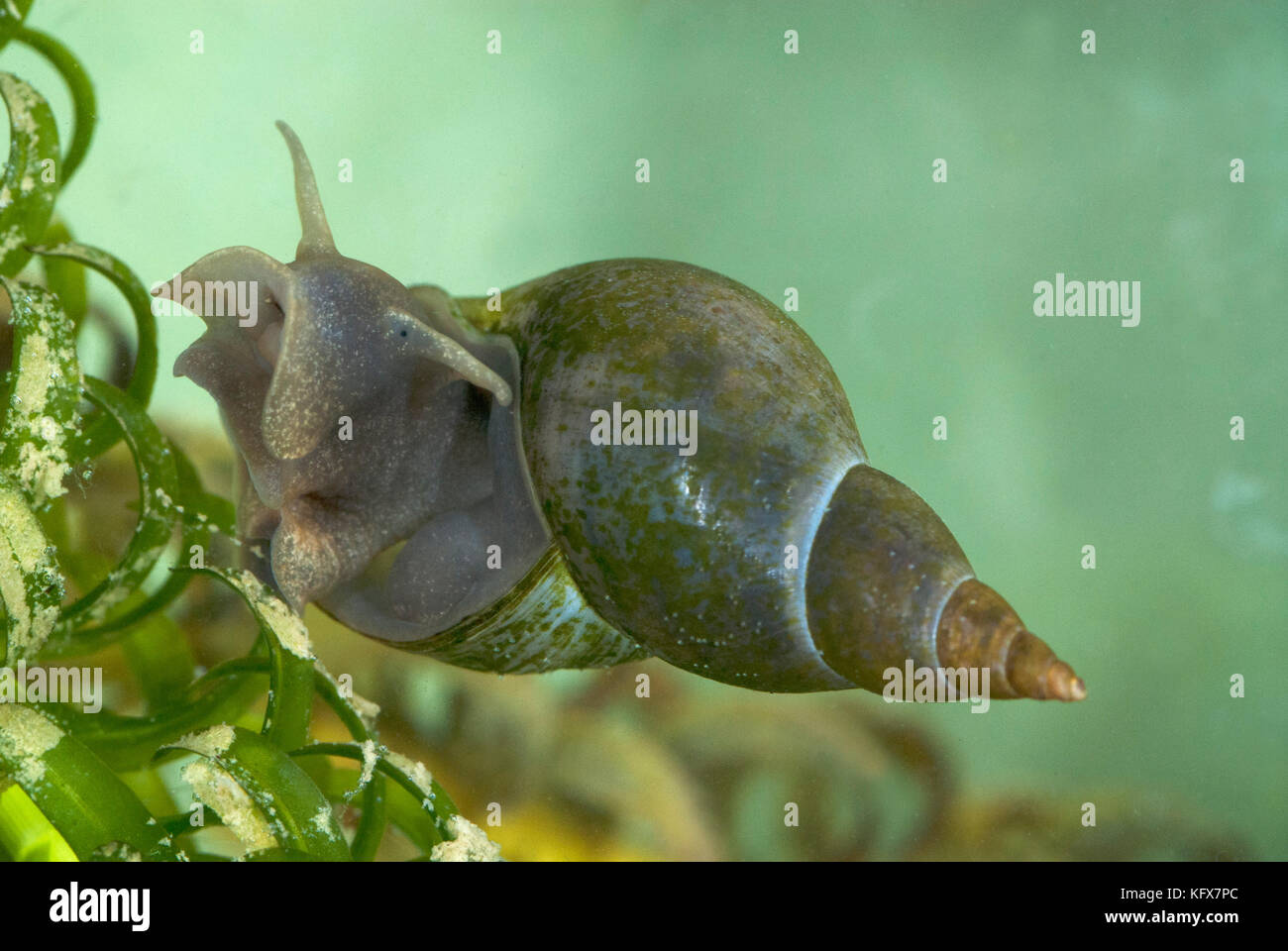Great Pond Snail, Lymnaea stagnalis, underwater on weed, largest Stock