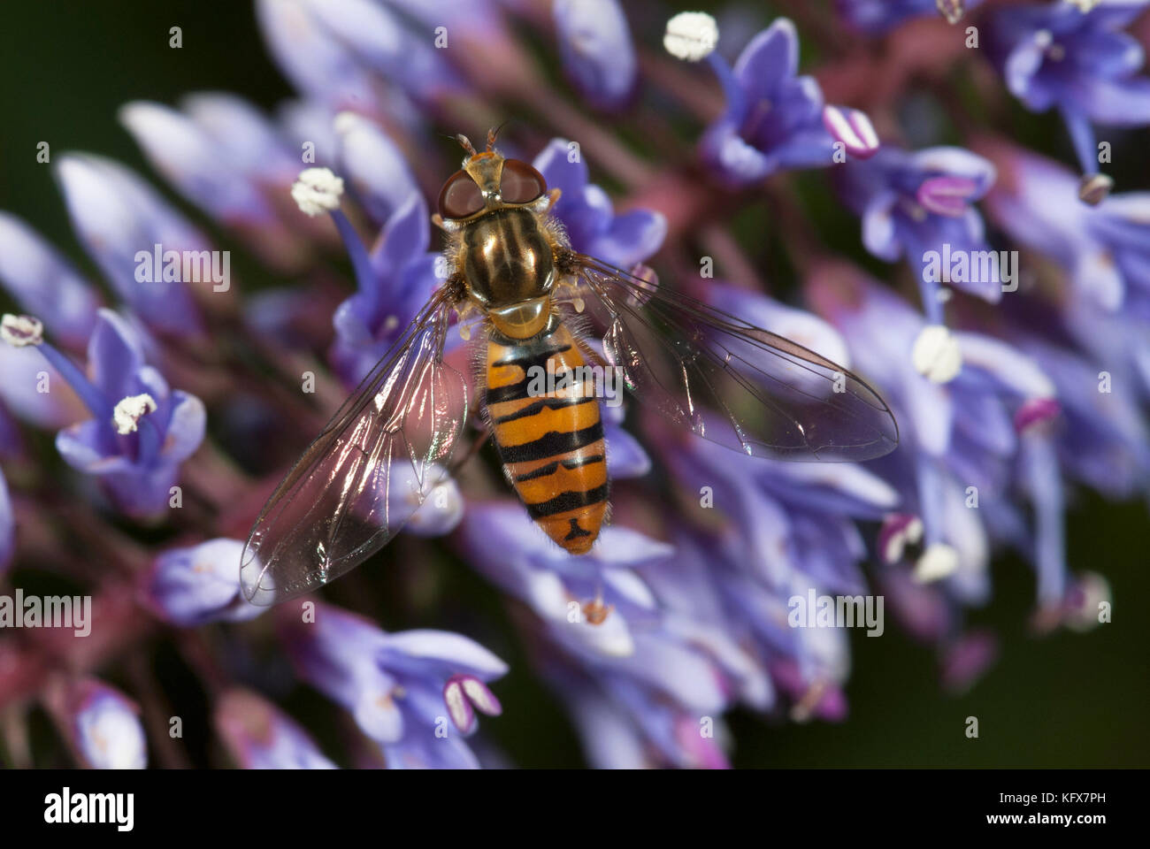 Hoverfly, Episyrphus balteatus, on Hebe Flower, purple, large compound eyes Stock Photo