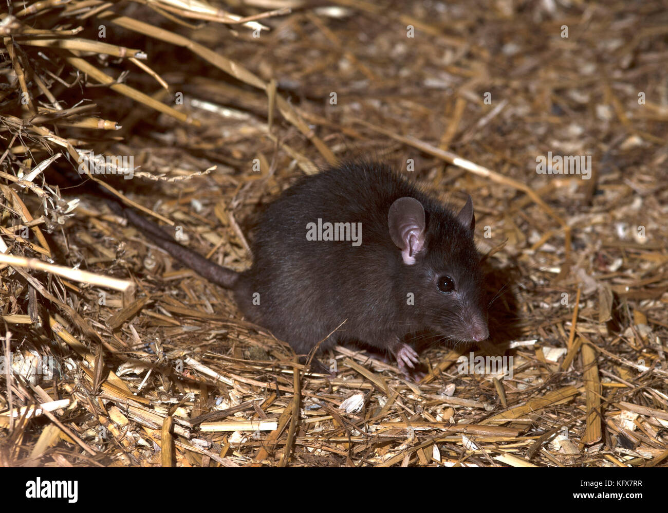 Black Rat, Rattus rattus, feeding on piece of cauliflower, large ears