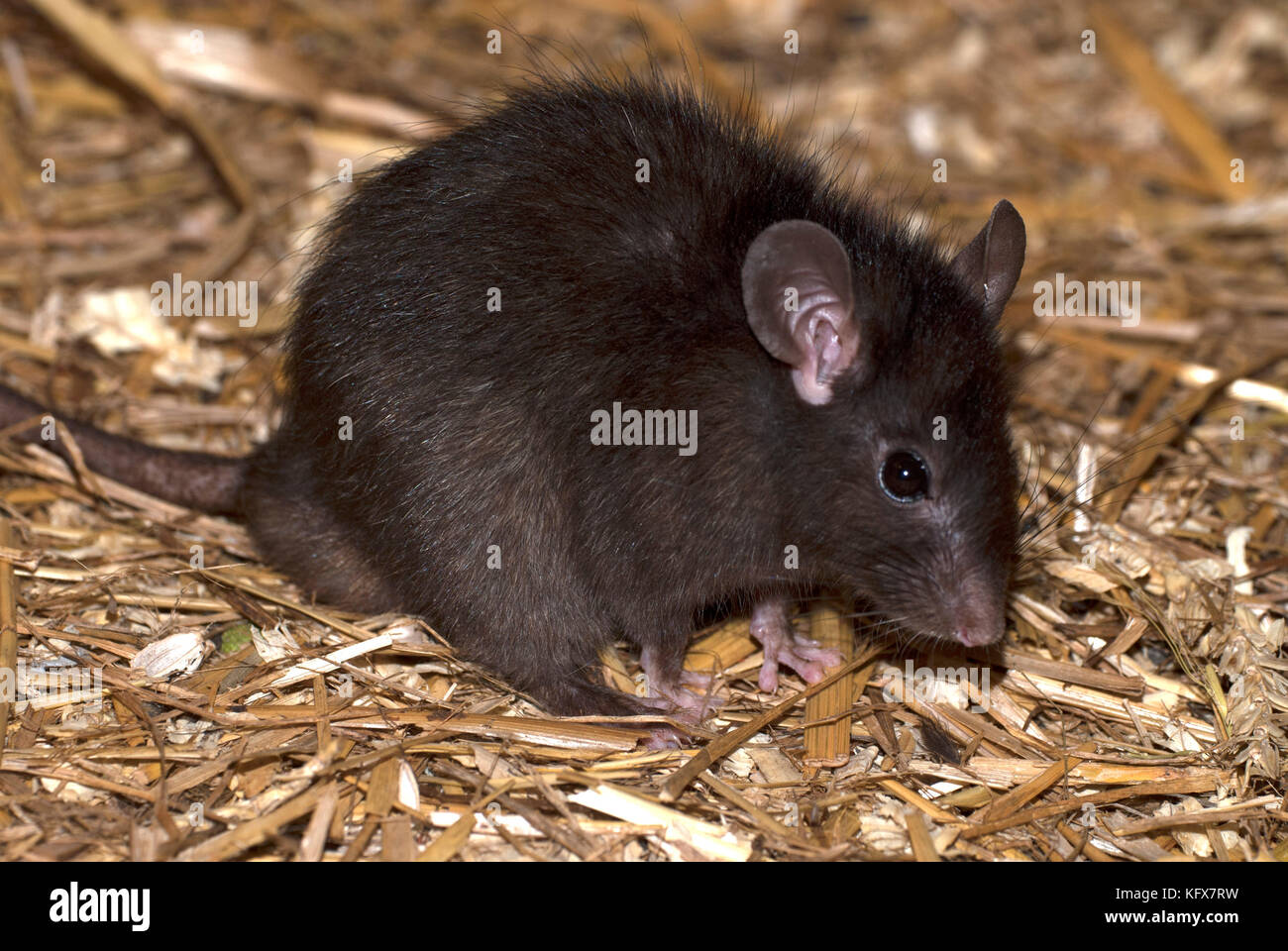 Black Rat, Rattus rattus, feeding on piece of cauliflower, large ears