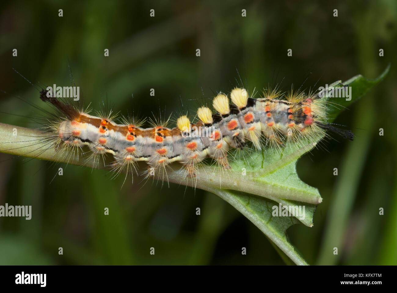 Vapourer Moth, Caterpillar, Orgyia antiqua, feeding on leaf, eating, tufts of hair on back, larvae, yellow, red, black Stock Photo