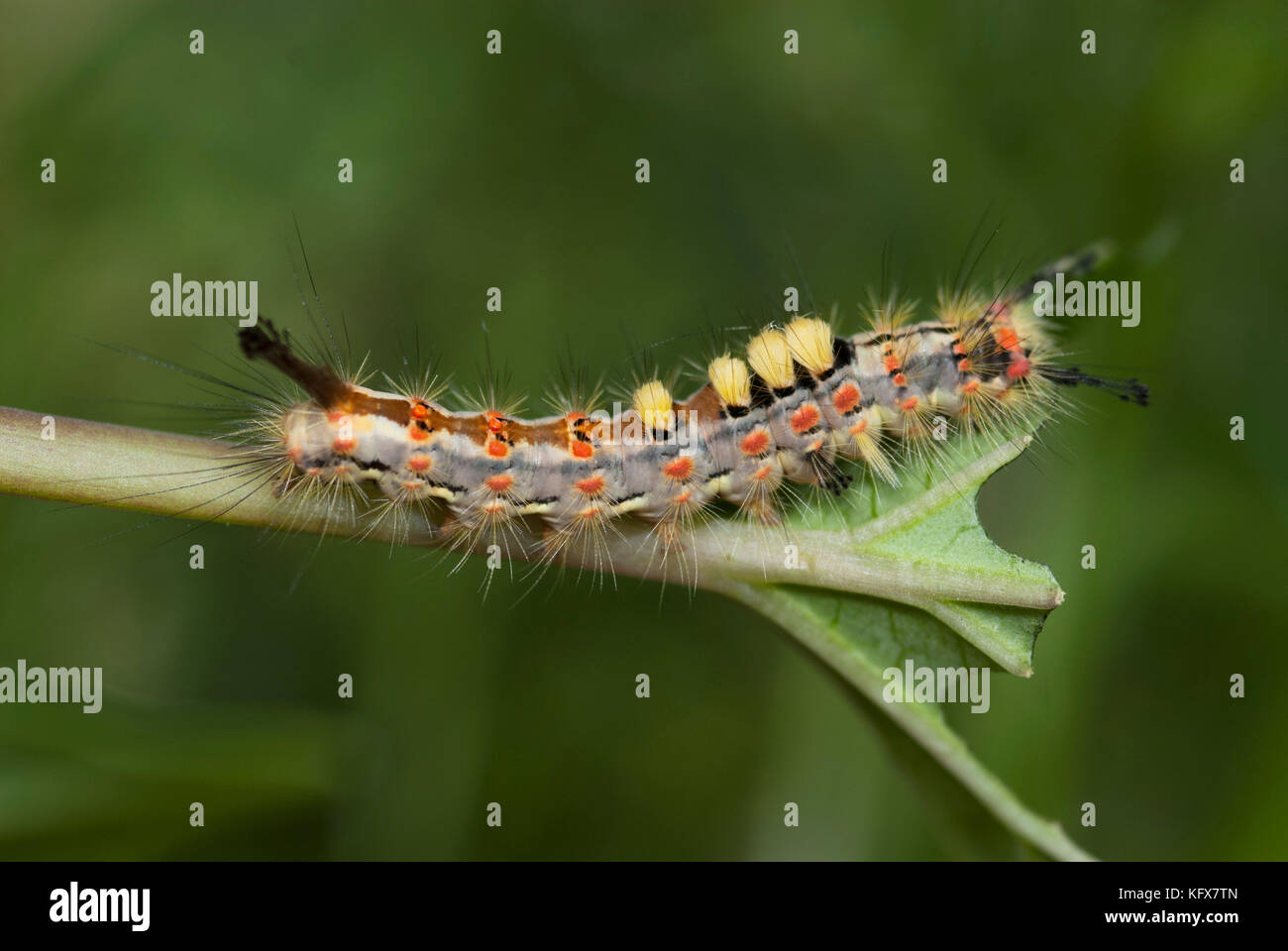 Vapourer Moth, Caterpillar, Orgyia antiqua, feeding on leaf, eating, tufts of hair on back, larvae, yellow, red, black Stock Photo