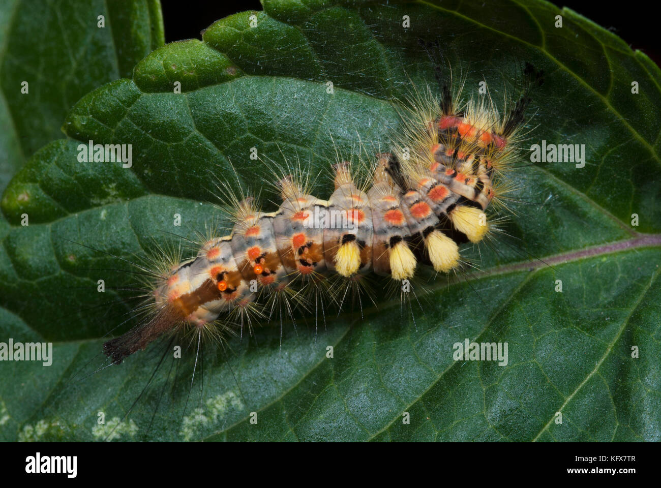 Vapourer Moth, Caterpillar, Orgyia antiqua, feeding on leaf, eating, tufts of hair on back, larvae, yellow, red, black Stock Photo