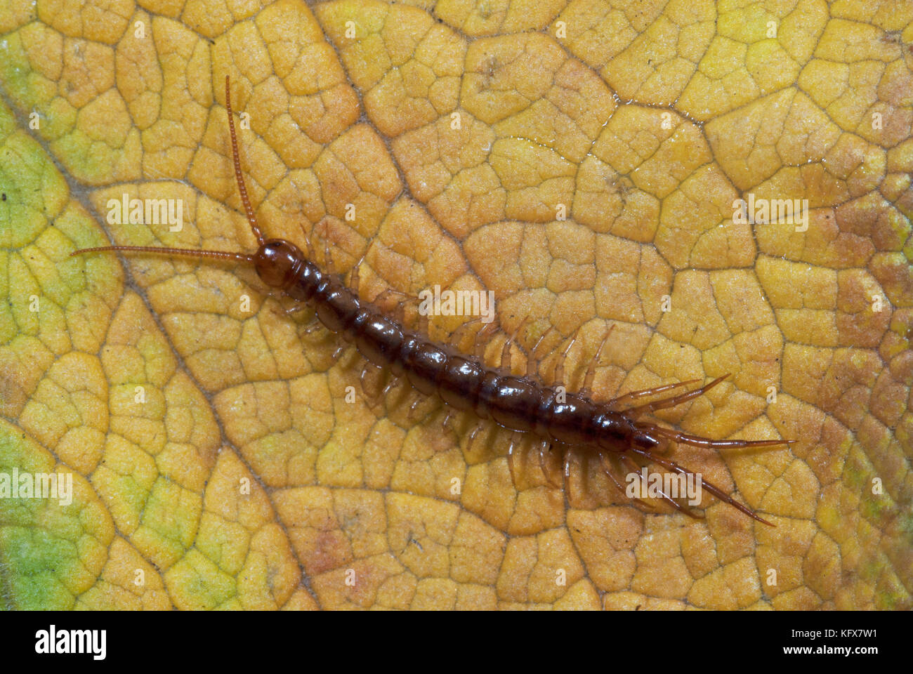 Common Centipede, Lithobius species, on leaf in garden, showing head, segmented body, antennae and legs Stock Photo