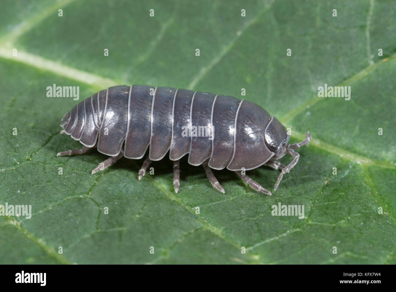 Pill Woodlice or pillbug, Armadillidium vulgare, on leaf in garden, segmented body, legs, Stock Photo