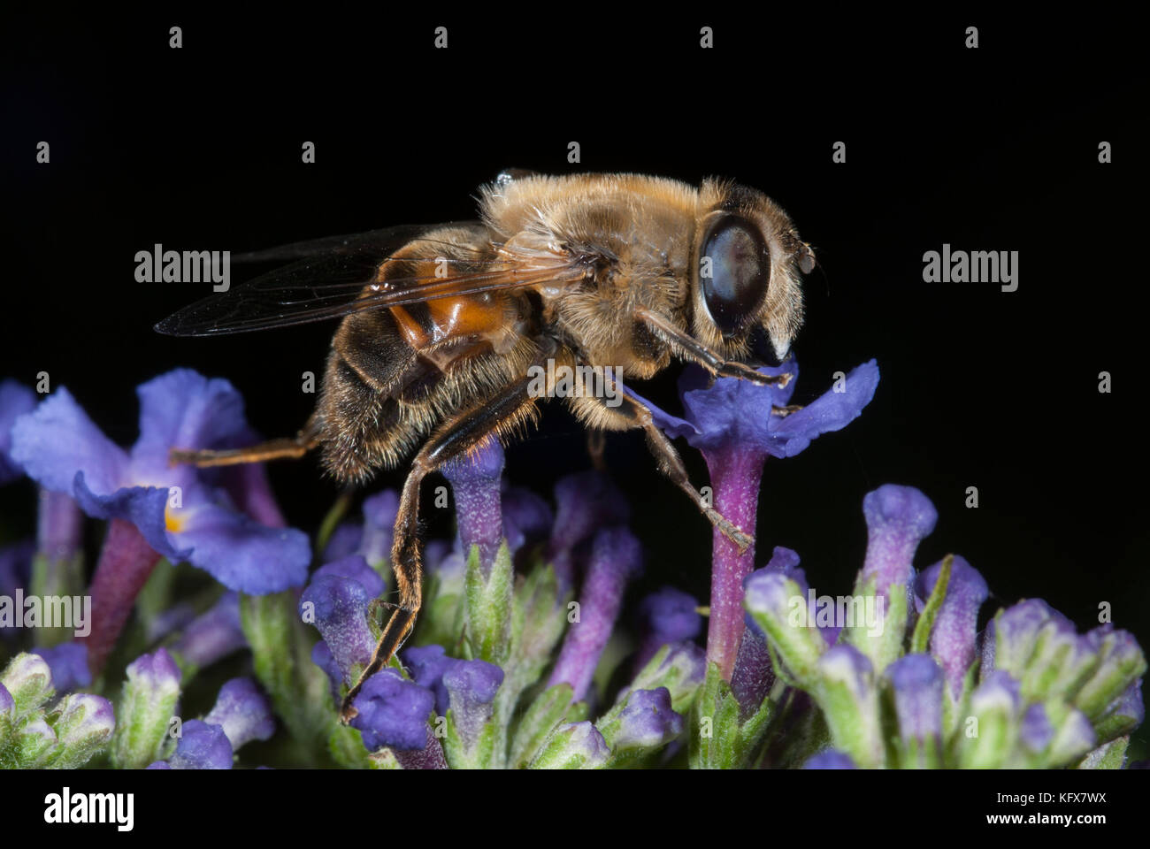 Hoverfly, Myathropa florea, nectaring on flower, buddleia, dronefly ...