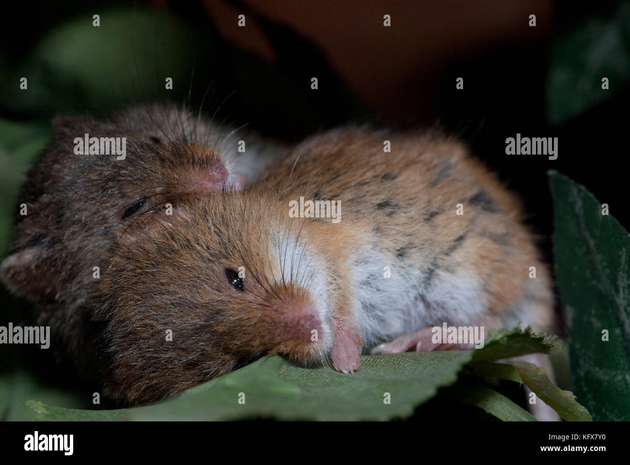 Harvest mice, Micromys minutus, UK, Captive, pair sleeping together, 2, two, cute Stock Photo