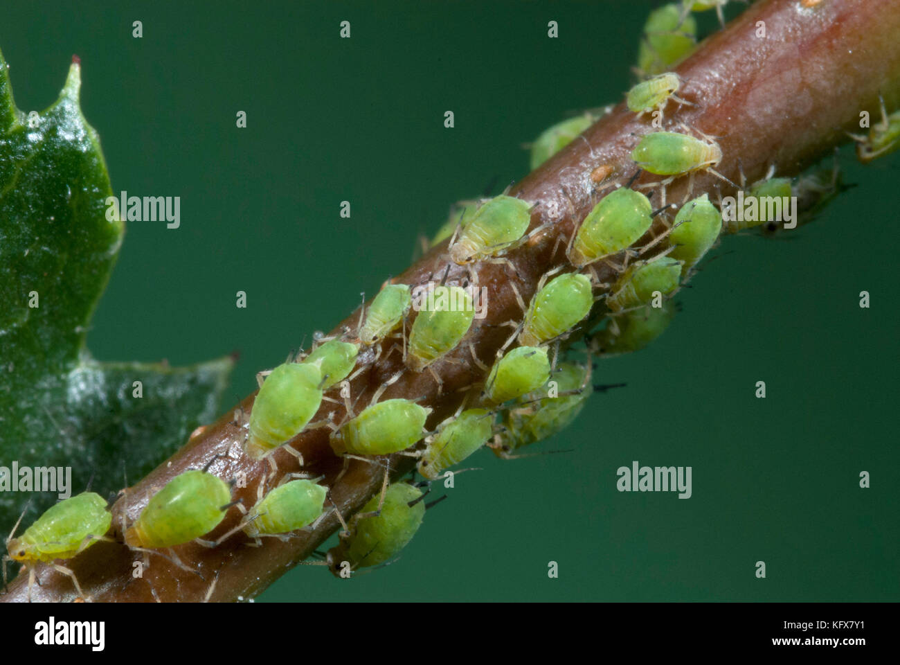 Greenfly, Green Aphids, Aphioidea, feeding on stem of shrub, garden UK