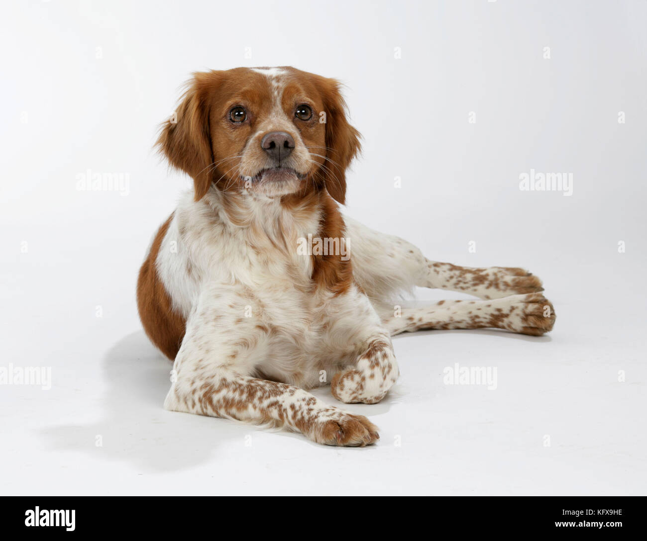 Female brittany on sale spaniel