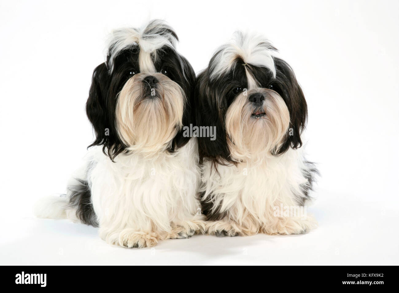 Black shih tzu puppy cheap