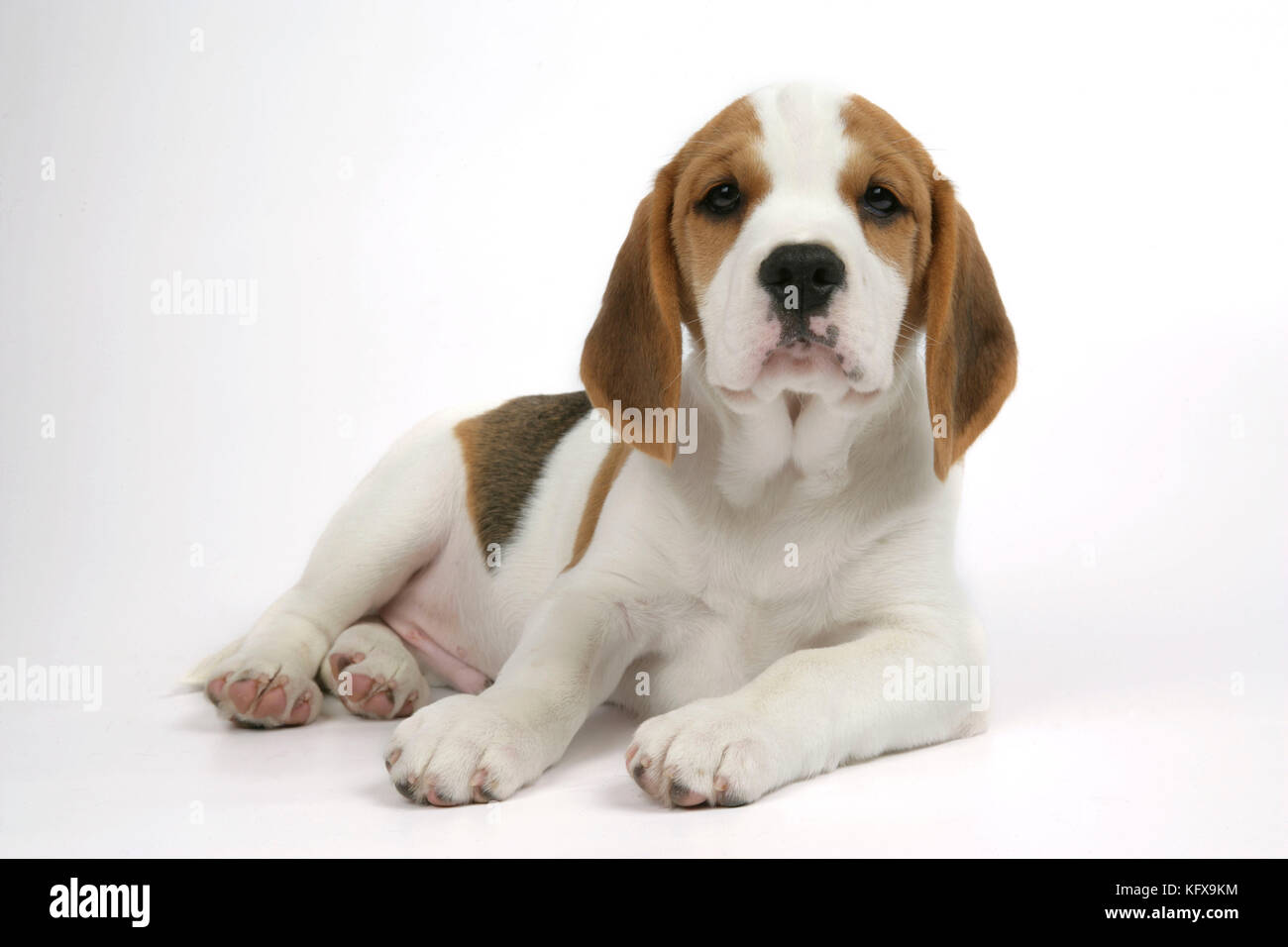 Dog - Beagle Puppy lying down Stock Photo