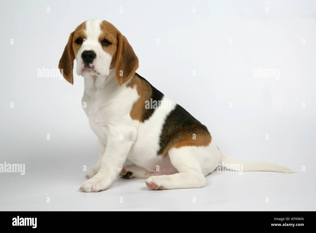 Dog - Beagle Puppy sitting down Stock Photo