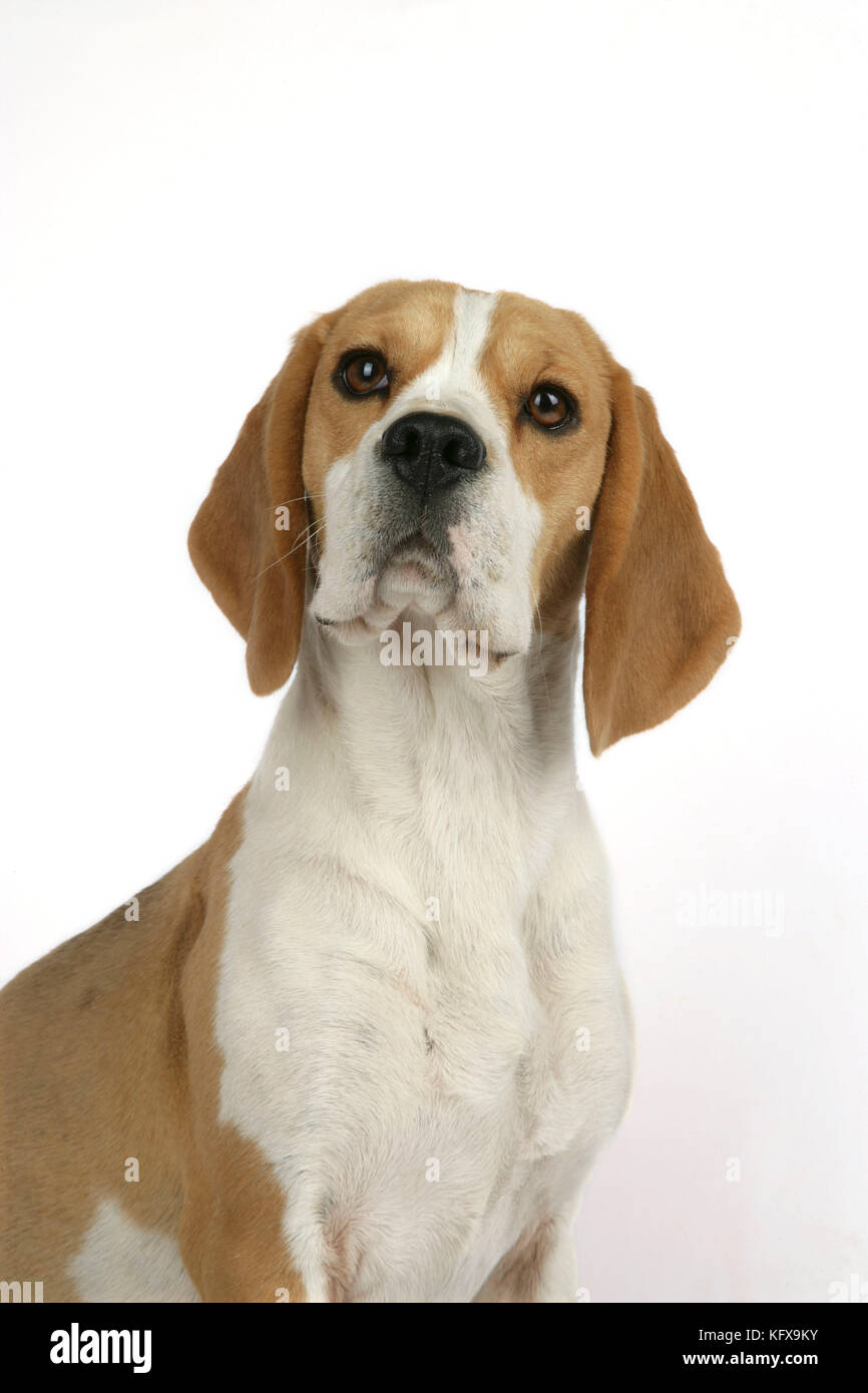 Dog - Beagle Puppy sitting down Stock Photo