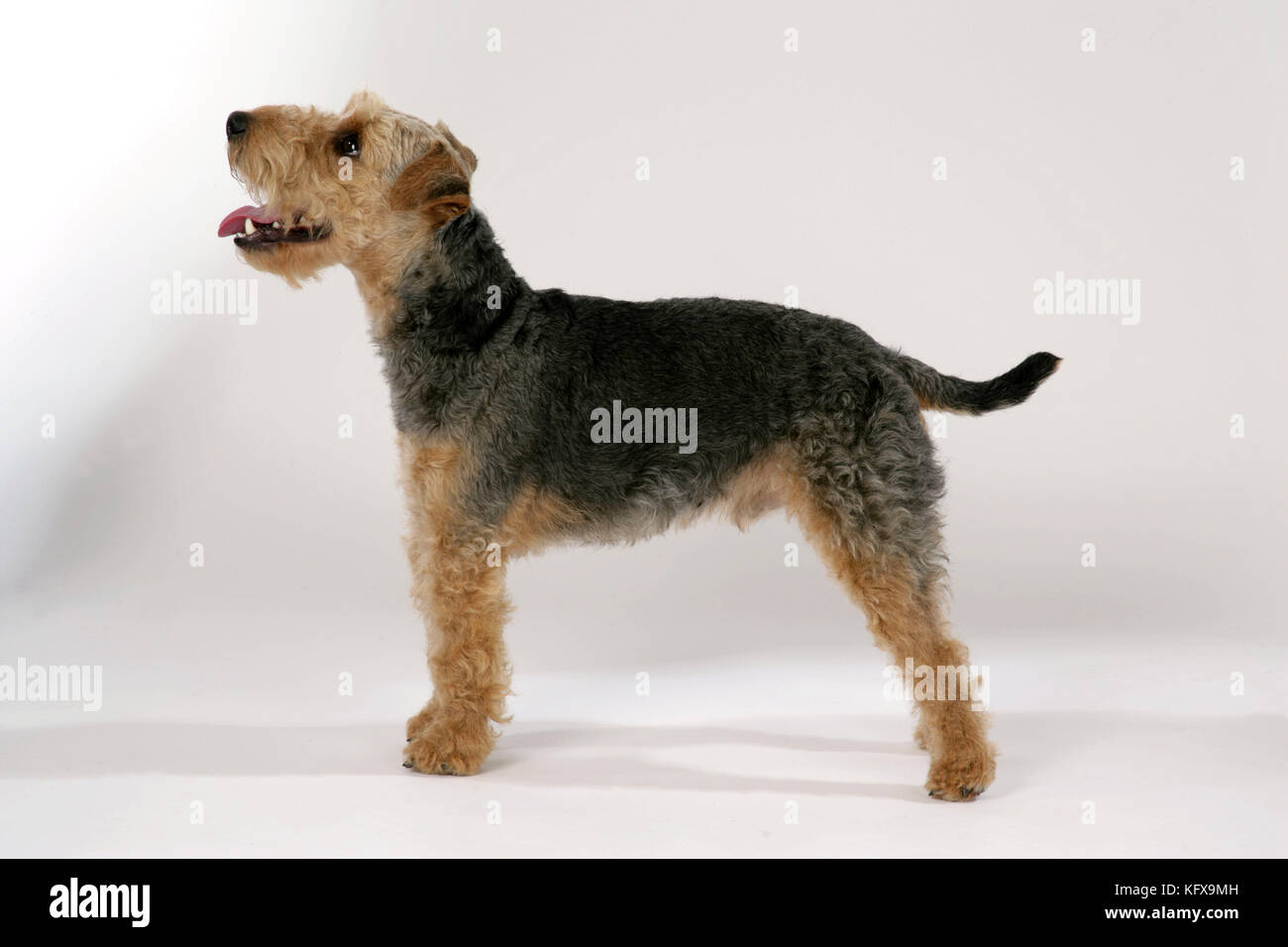 Dog - Lakeland Terrier standing up panting Stock Photo