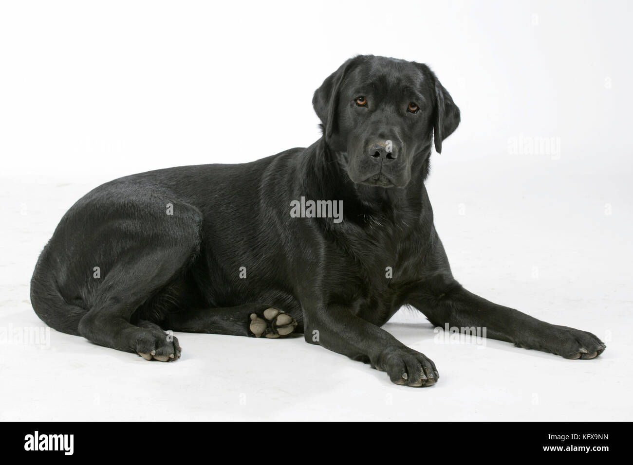 Dog - Black Labrador - lying down Stock Photo - Alamy