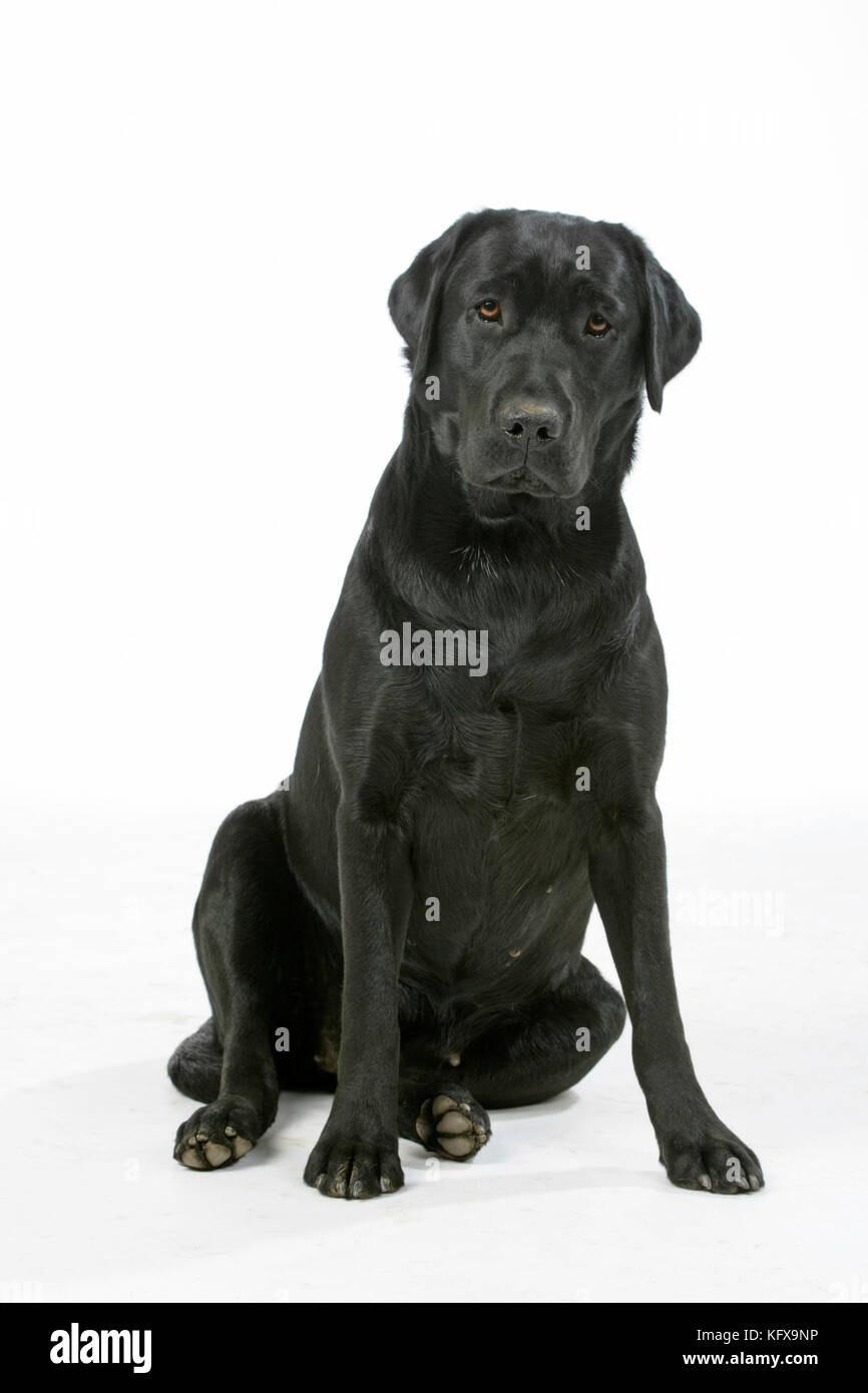 black lab sitting