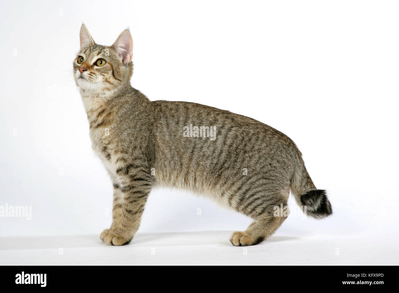 Different cat breeds hi-res stock photography and images - Alamy