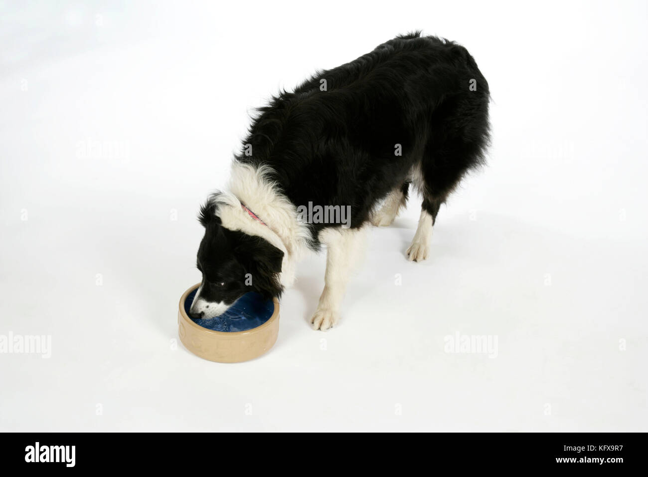 DOG - Border Collie drinking water from a bowl Stock Photo