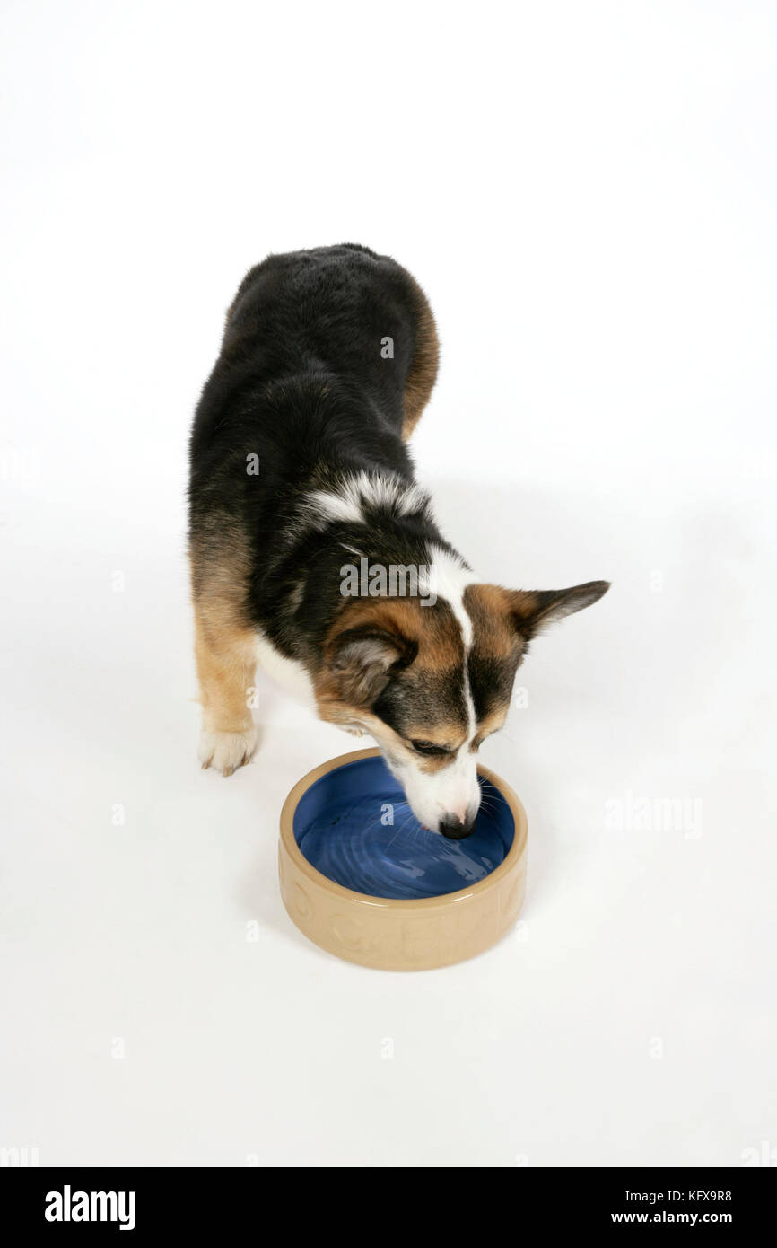 DOG - Corgi drinking from bowl Stock Photo