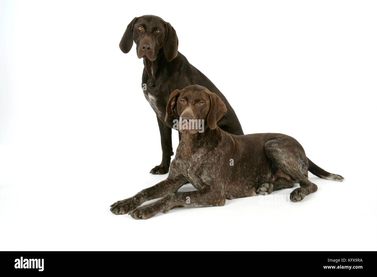 German short-haired pointer / Braque allemand Stock Photo - Alamy