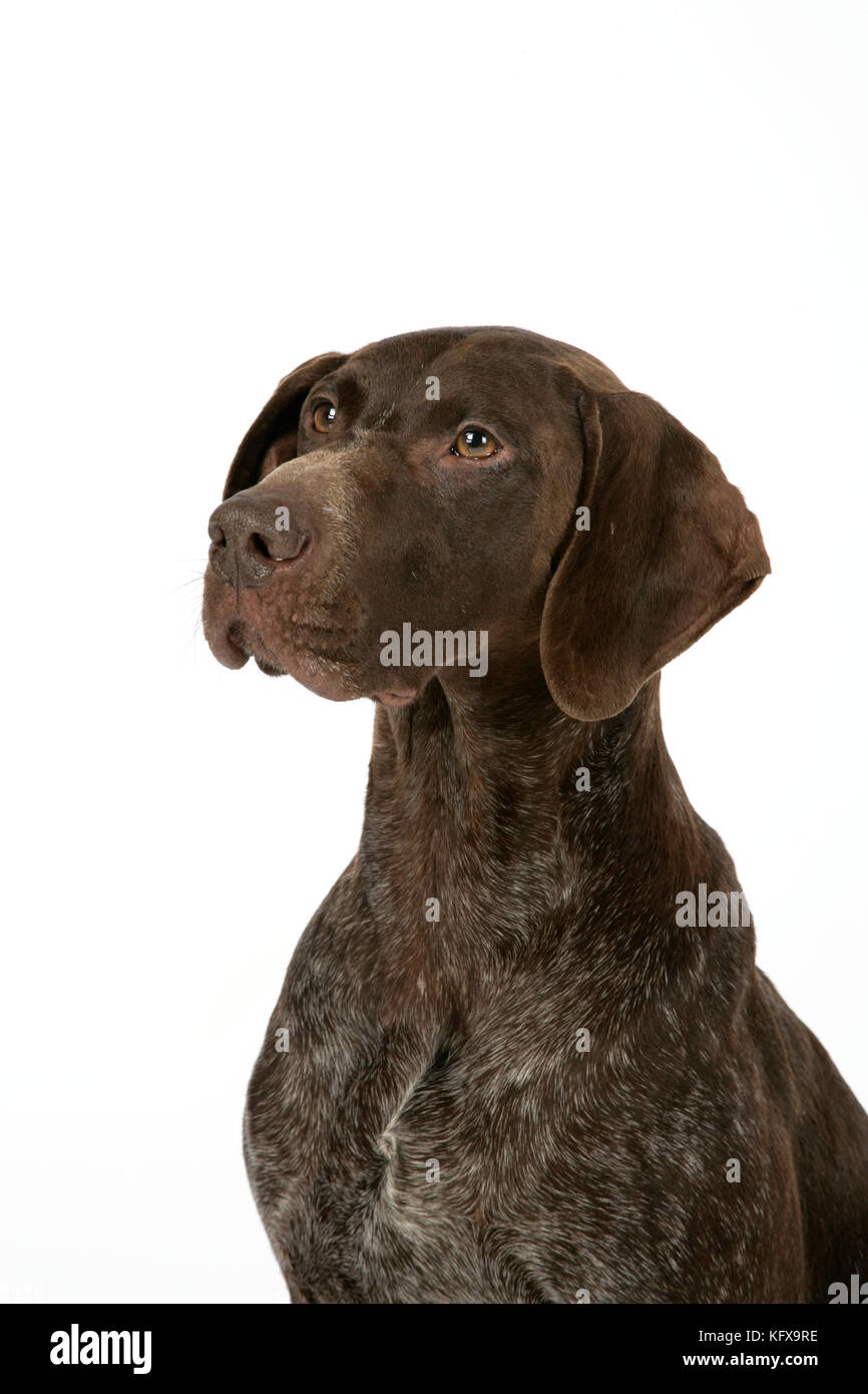 DOG - German shorthaired pointer Stock Photo